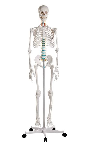Διδακτικός σκελετός Oscar 178 cm 9-10 kg