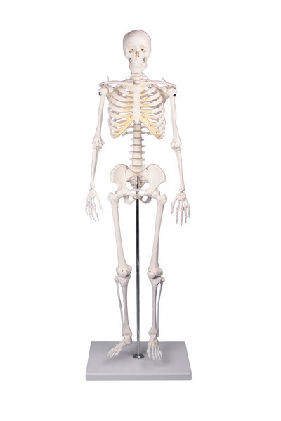 Διδακτικός σκελετός μινιατούρα Tom 80cm 1,8 kg